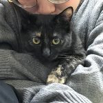 ハーバーハウス　猫事情その2。